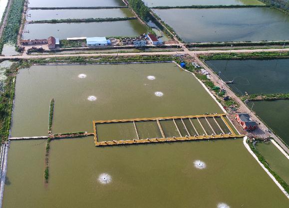 亩效益1.5万元 江苏淮安水产养殖迎来新革命